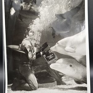 Dolphins Diver Tallahassee Florida